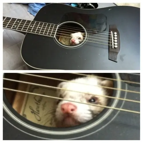 perro