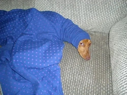 Animales que necesitan tu ayuta