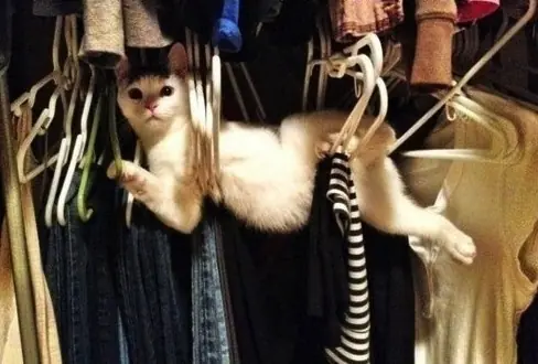 gato