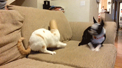mono