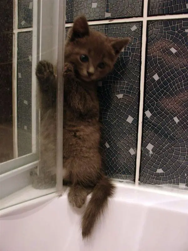 Gatos Según tu Rango