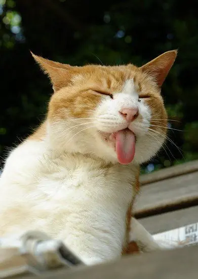 gatos