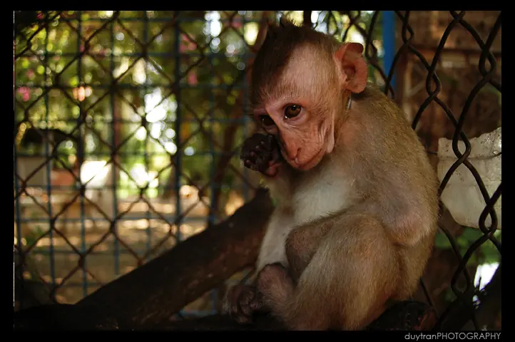 El Zoológico Enloquece a los Animales