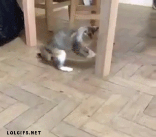 gatos