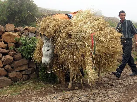 Animales