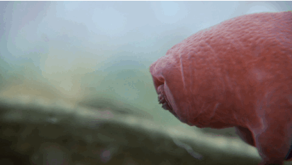 oso de agua