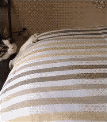 Compilado GIF