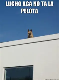 mascotas