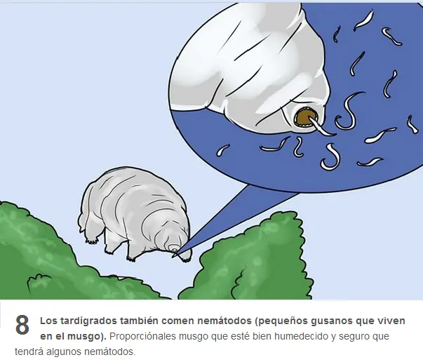 tardigrada