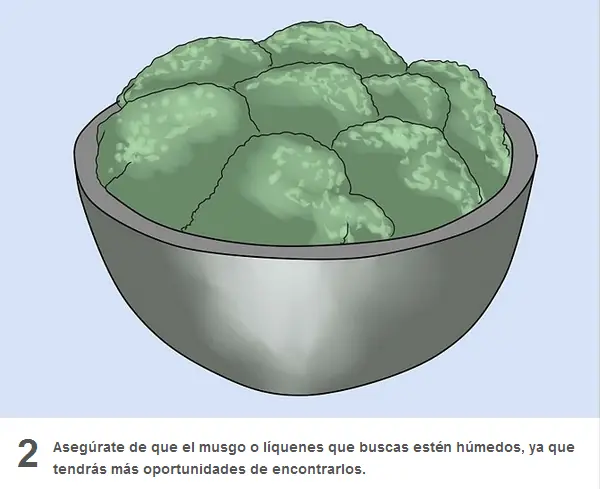 tardigrada