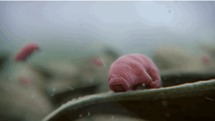 5 razones por la que tardigrada es resistente