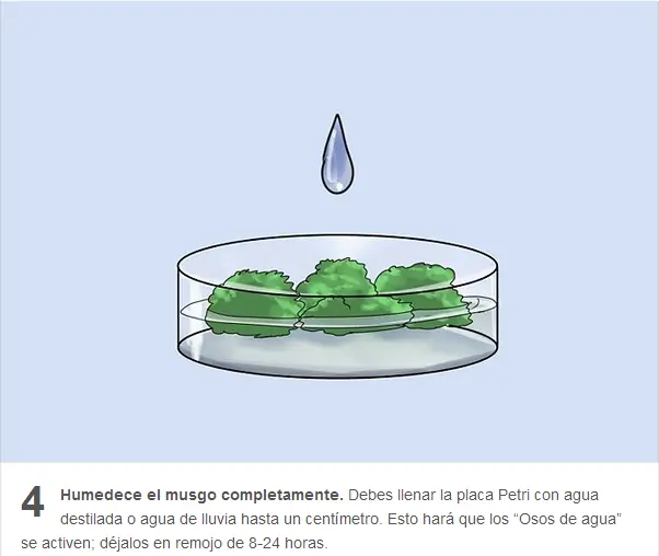 5 razones por la que tardigrada es resistente