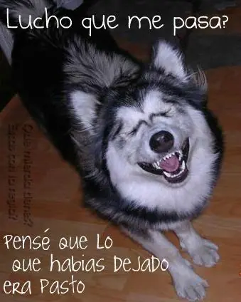 foreveralone