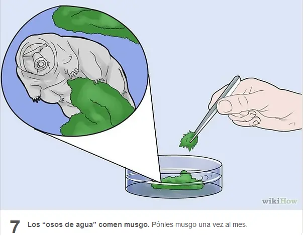 oso de agua