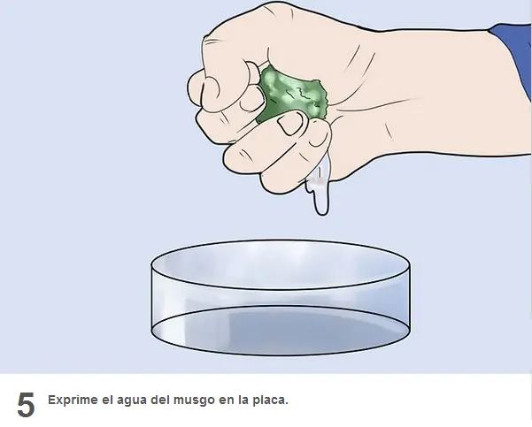 sorprendente