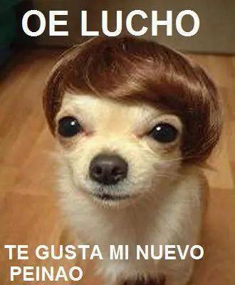 lucho