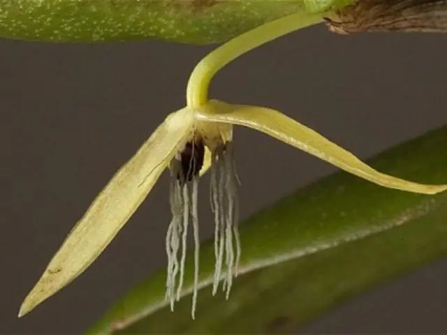 10 especies curiosas descubiertas en 2014