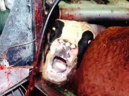 carne