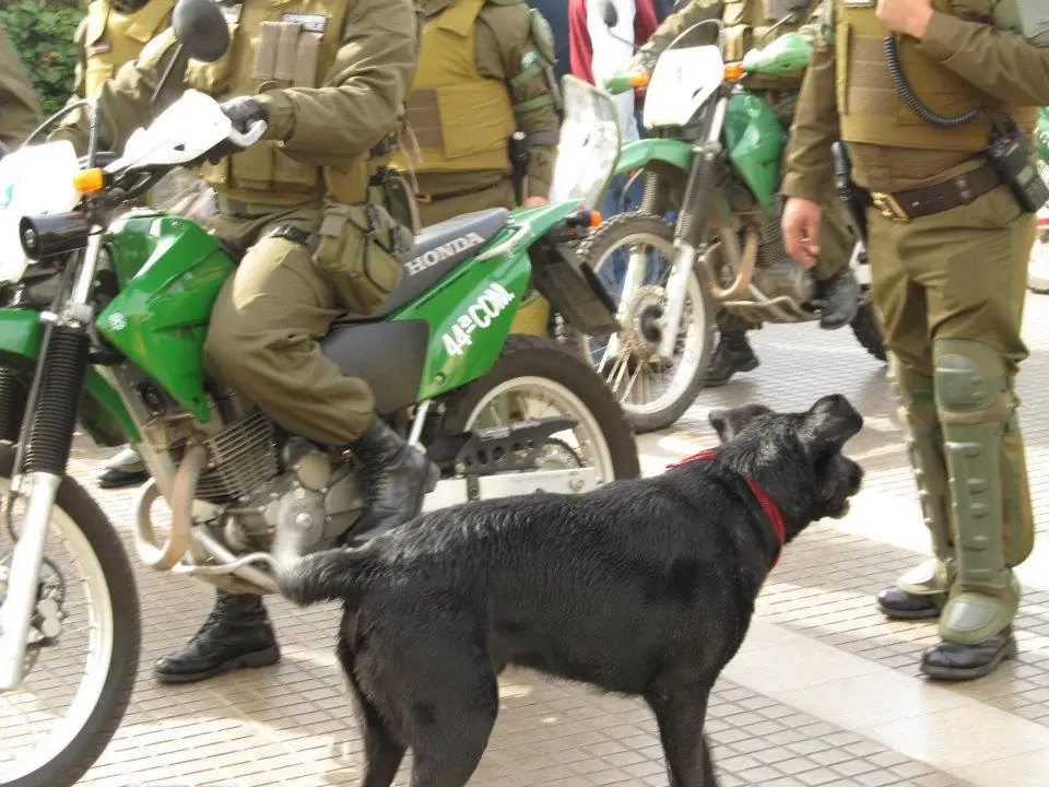 Homenaje al negro mata policias: El perro Anarquista amigo d