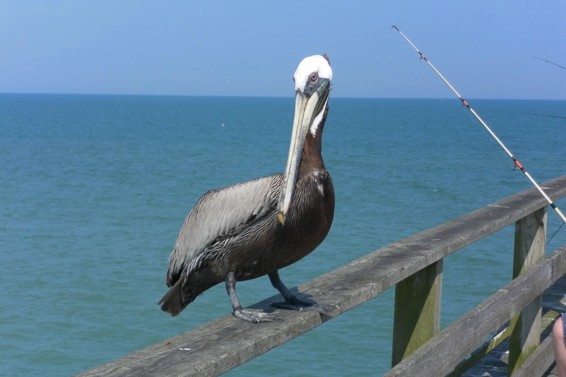 muelle