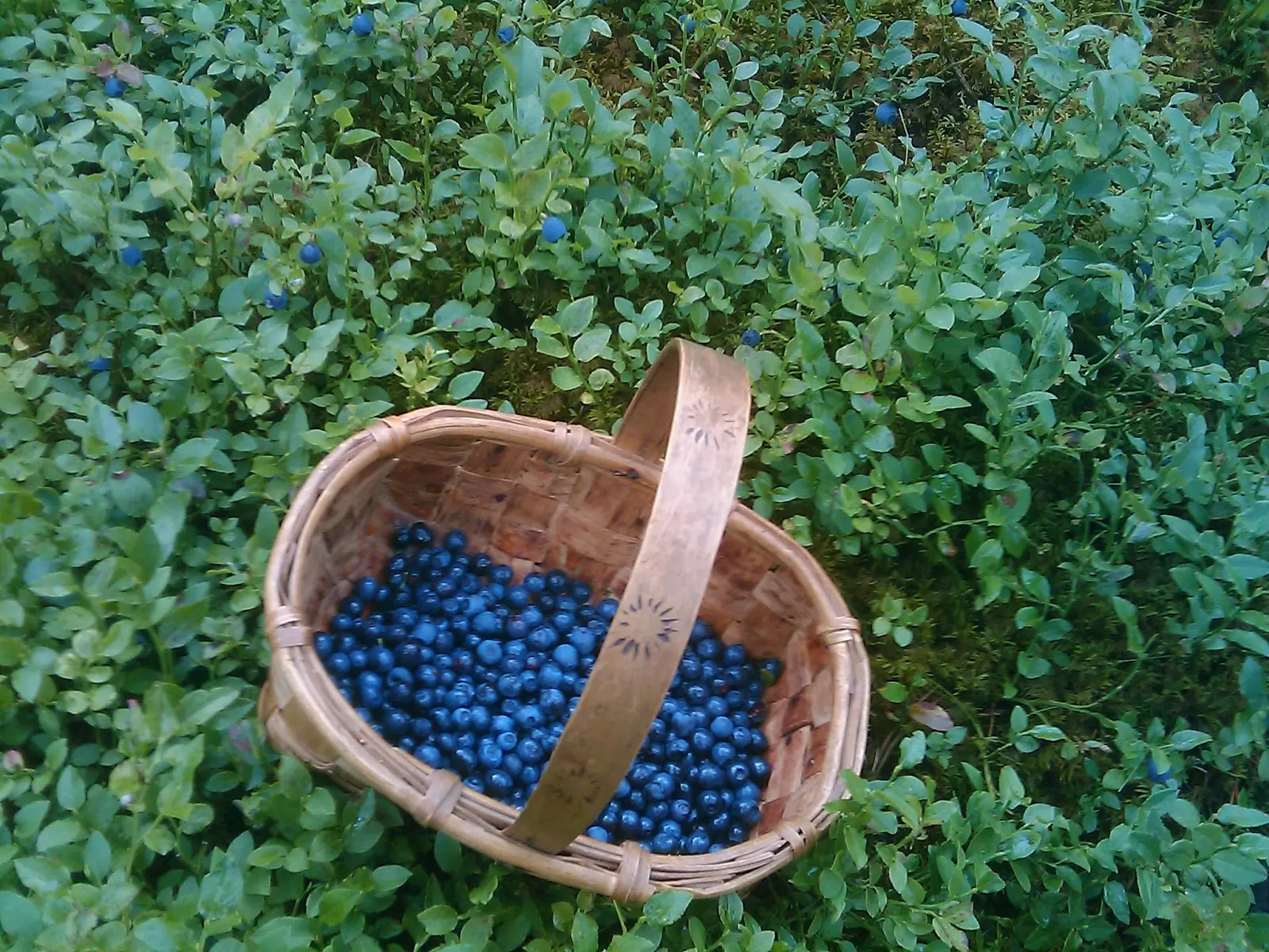 frutas azules