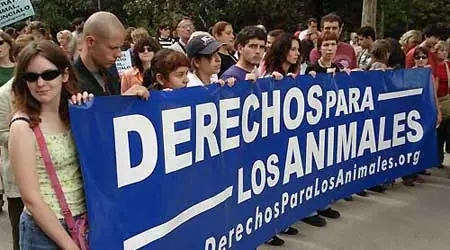 matadero de vacas