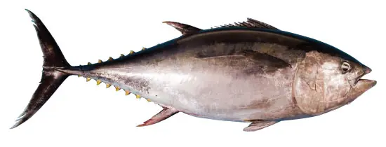 comida
