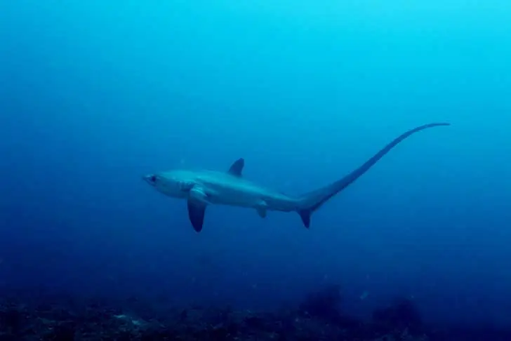 tiburones