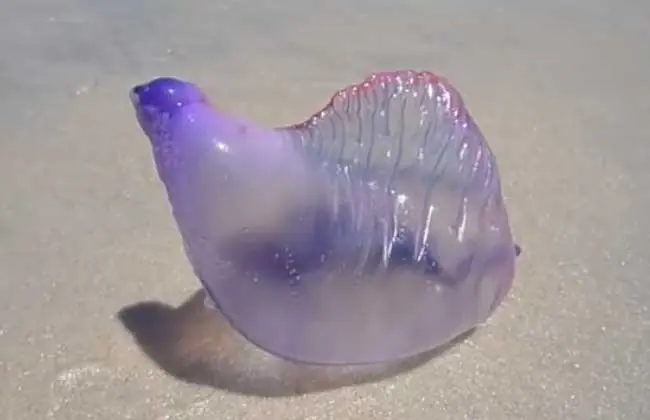Extraña criatura atemoriza las playas de Brasil