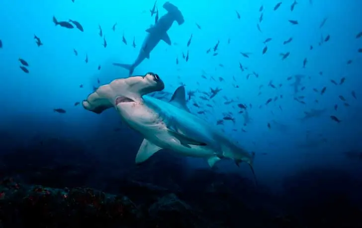 extintos
