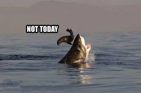 Animales Troll (not today) xD