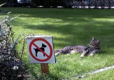 Vivir como  jefe [GIFs] si te gusta +5