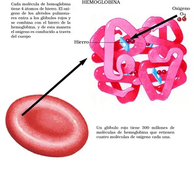 Anemia: Una Enfermedad De Cuidado