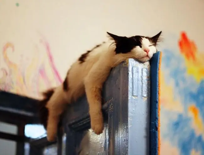 16 señales de que tu gato te está engañando
