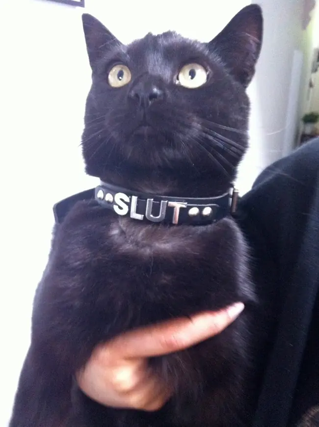 de que tu gato