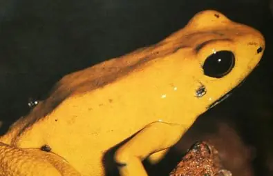 Los animales más venenosos del mundo