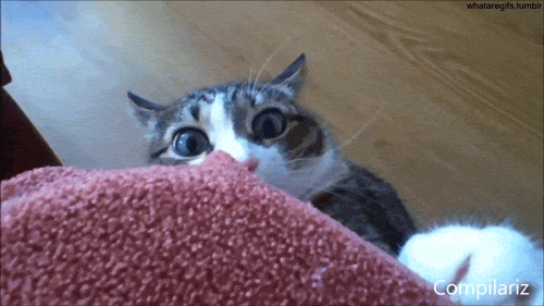 16 señales de que tu gato te está engañando