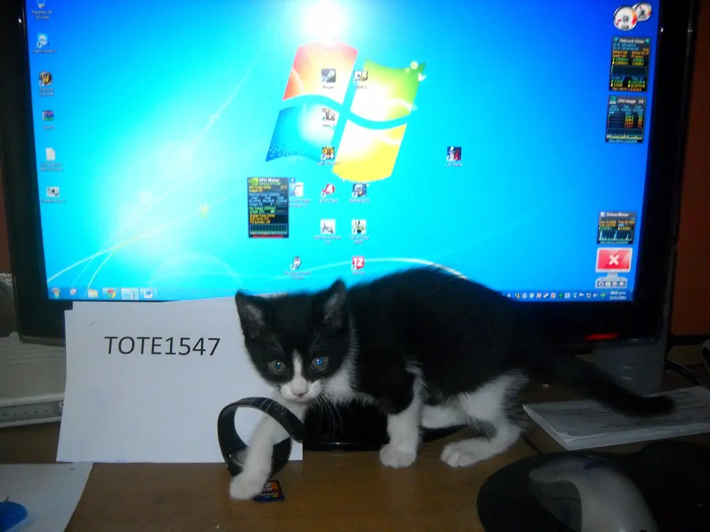 Mi gata ataca monitor! Video propio muy gracioso!