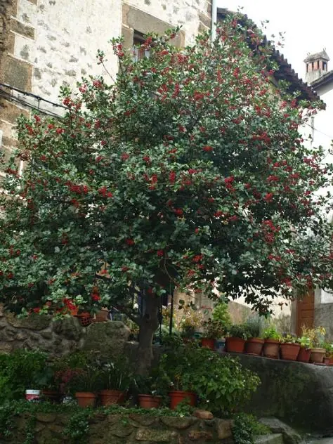 celta