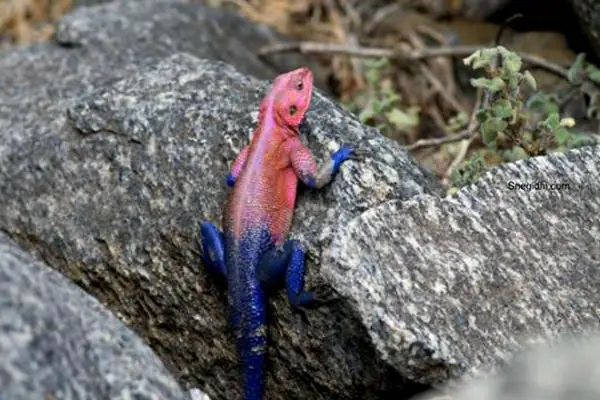 Agama mwanzae, el lagarto “Spiderman”