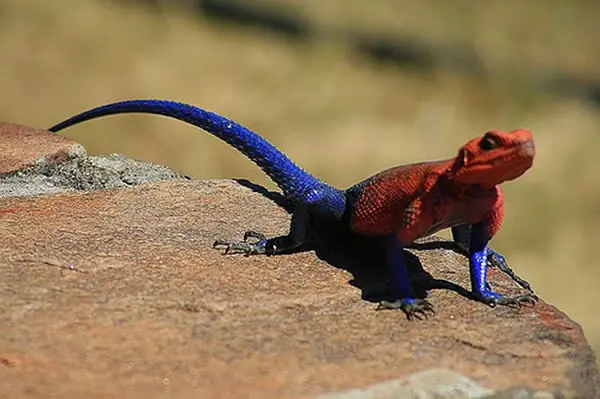 Agama