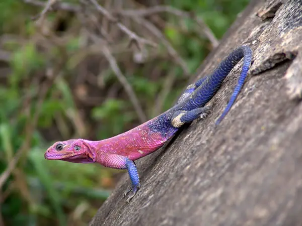lagarto