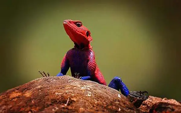 lagarto
