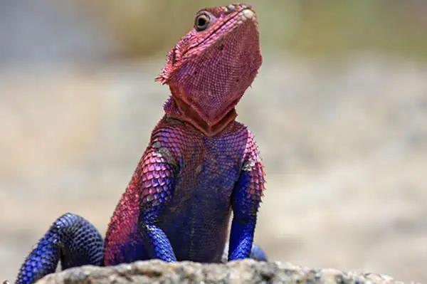 Agama