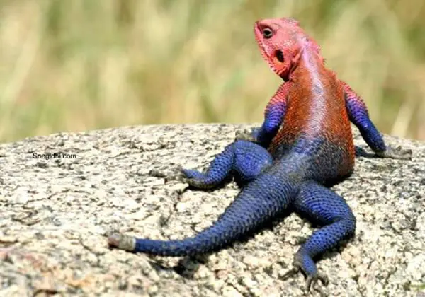 Agama mwanzae, el lagarto “Spiderman”