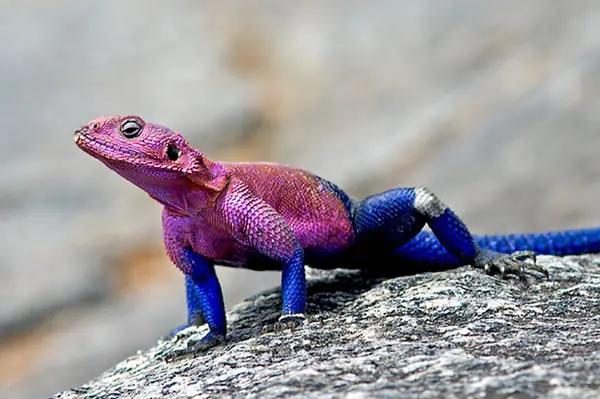 lagarto