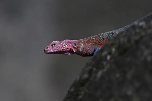 Agama