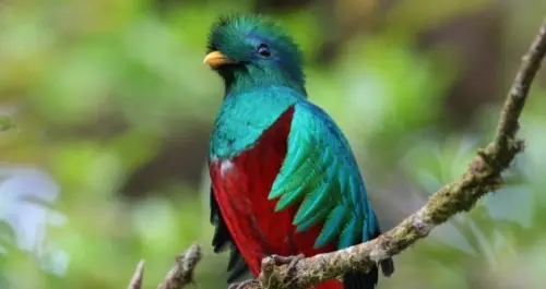 Ubuntu 12.10 se llamará ‘Quantal Quetzal’