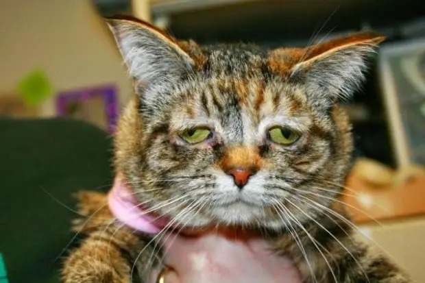 El "gato más triste del mundo" busca hogar