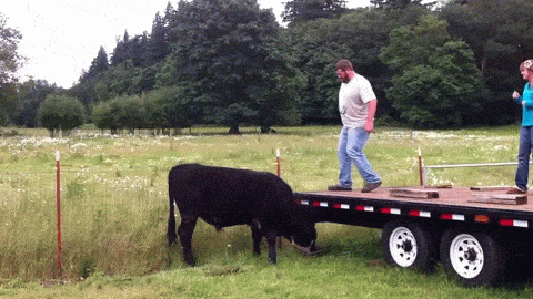 Gifs